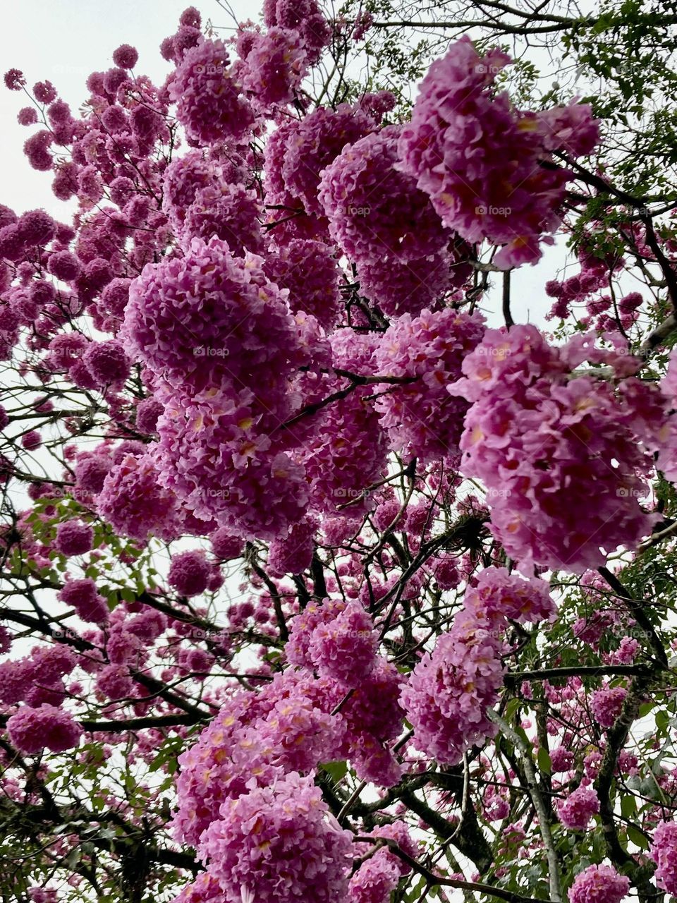 It bloomed again!  The ipês season is back.  What a beauty this purple ipê, here in Brazil. / Voltou a florir! A estação dos ipês está de volta. Que beleza esse ipê roxo, aqui no Brasil. 