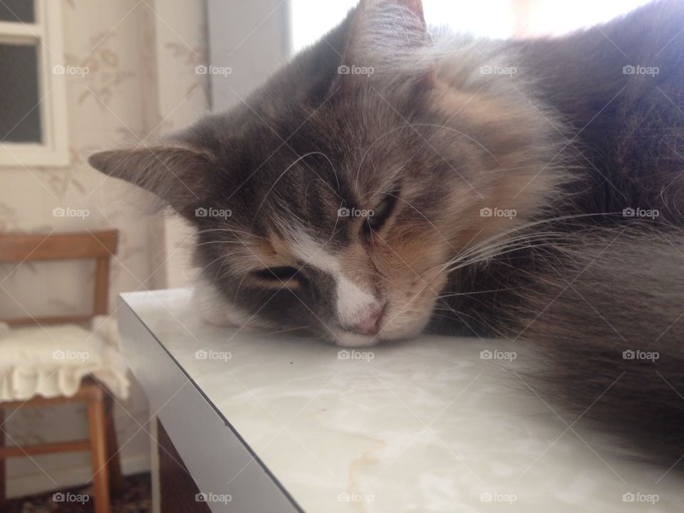 Misty, our Norwegian Forest Cat, takes a nap on the kitchen counter. How are we supposed to prepare this?