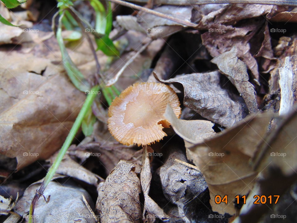 funky fungus mushroom