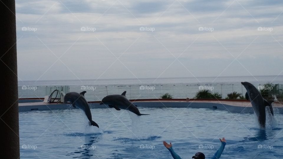 Dolphin show
