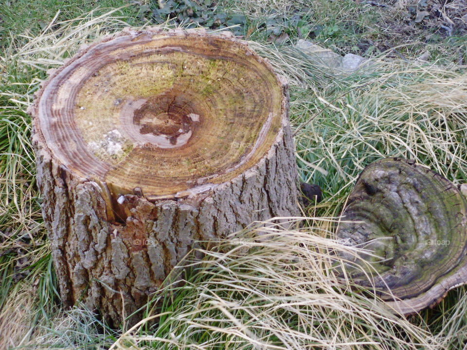Old Mulberry Tree Stump with Fungus! 😨