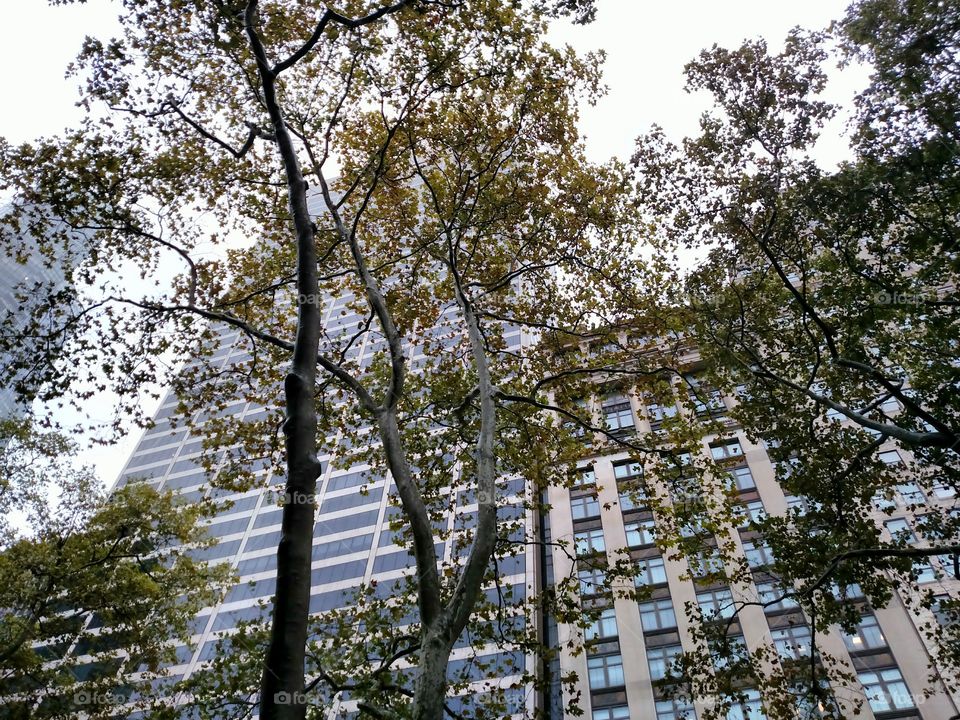 Buildings Through Trees