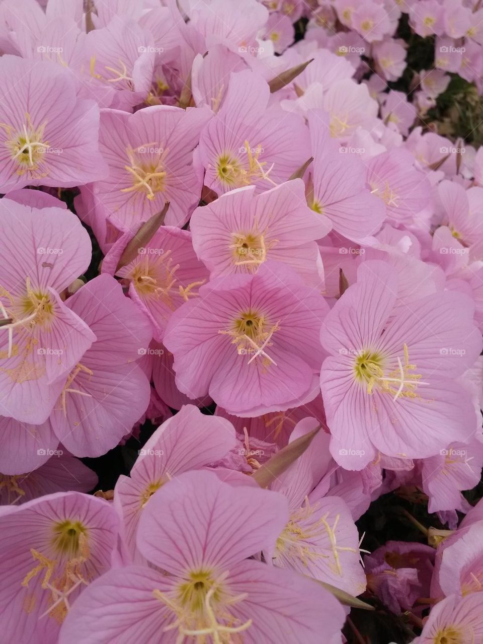 pink evening primroses