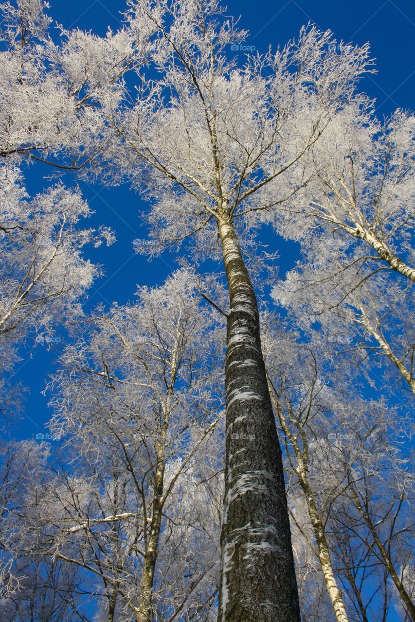 Winter magical forest