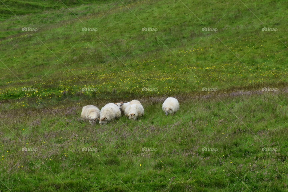 Sheep, Iceland