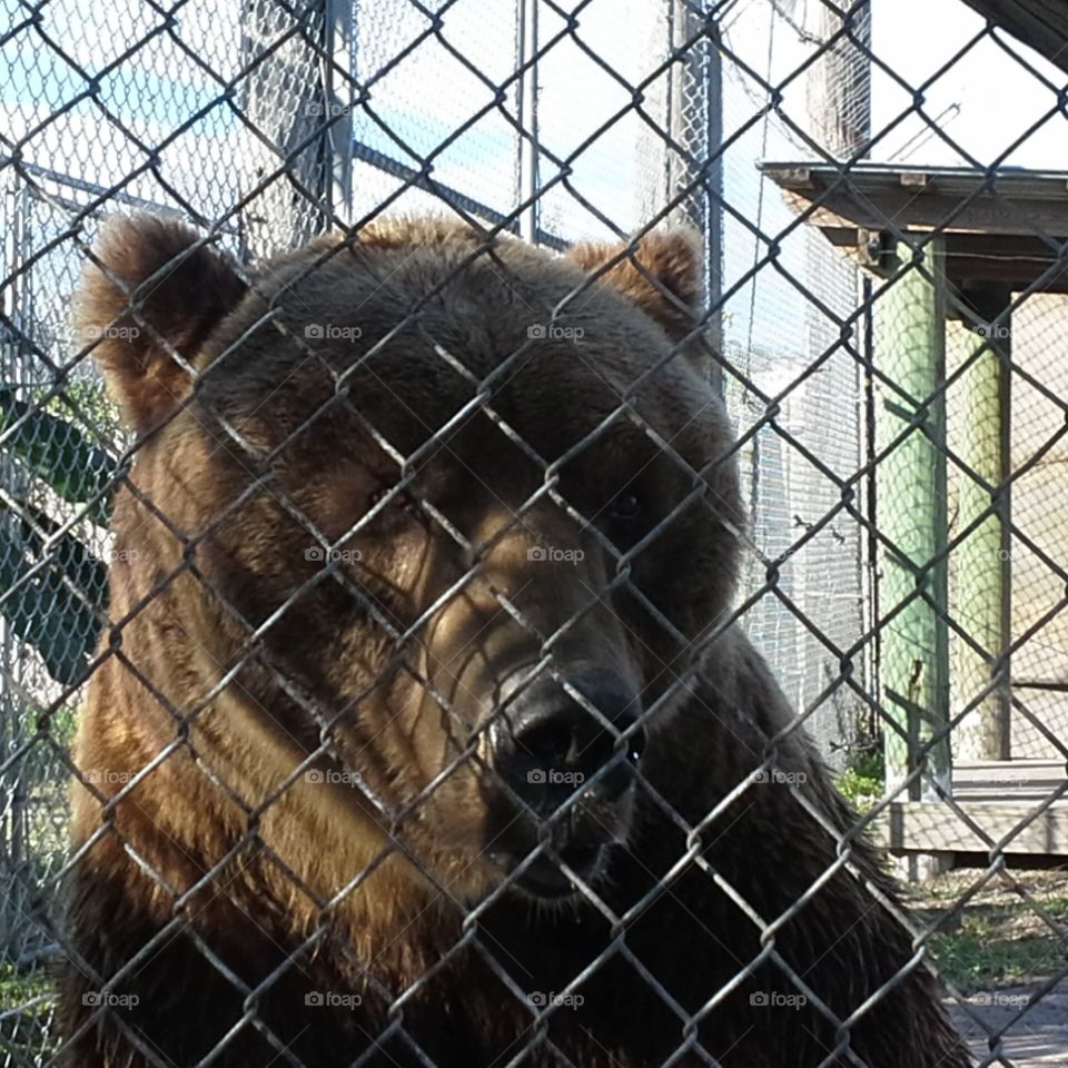 big brown bear. visiting big cat habitat