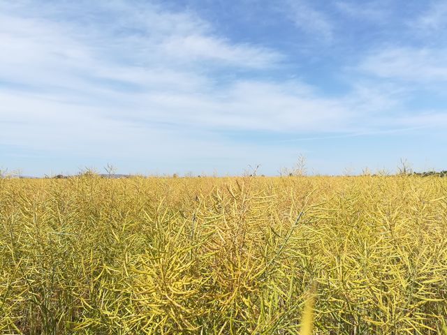 Field