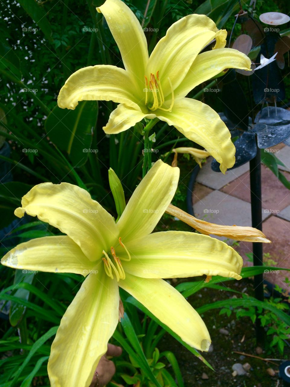 Lovely Lillies 