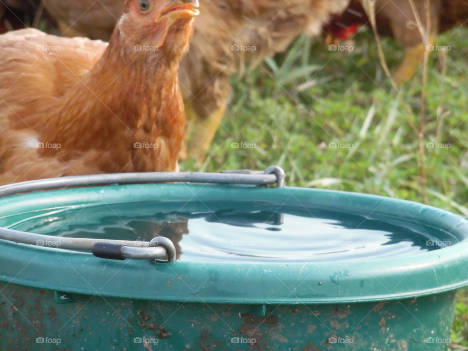 thirsty chickens