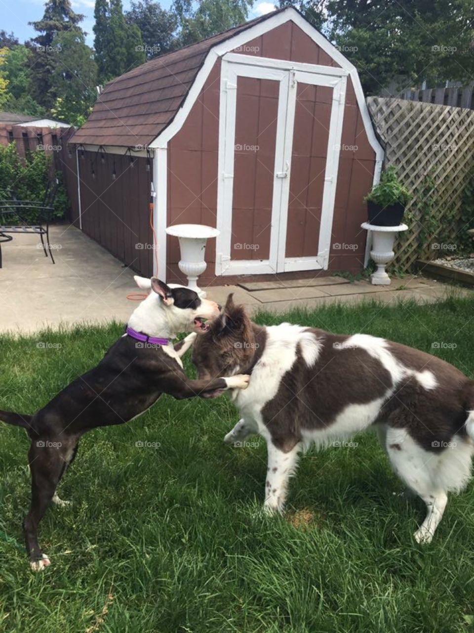 Two dogs Playing with each other
