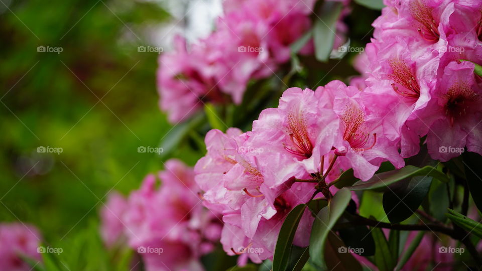 Pink flowers in springtime