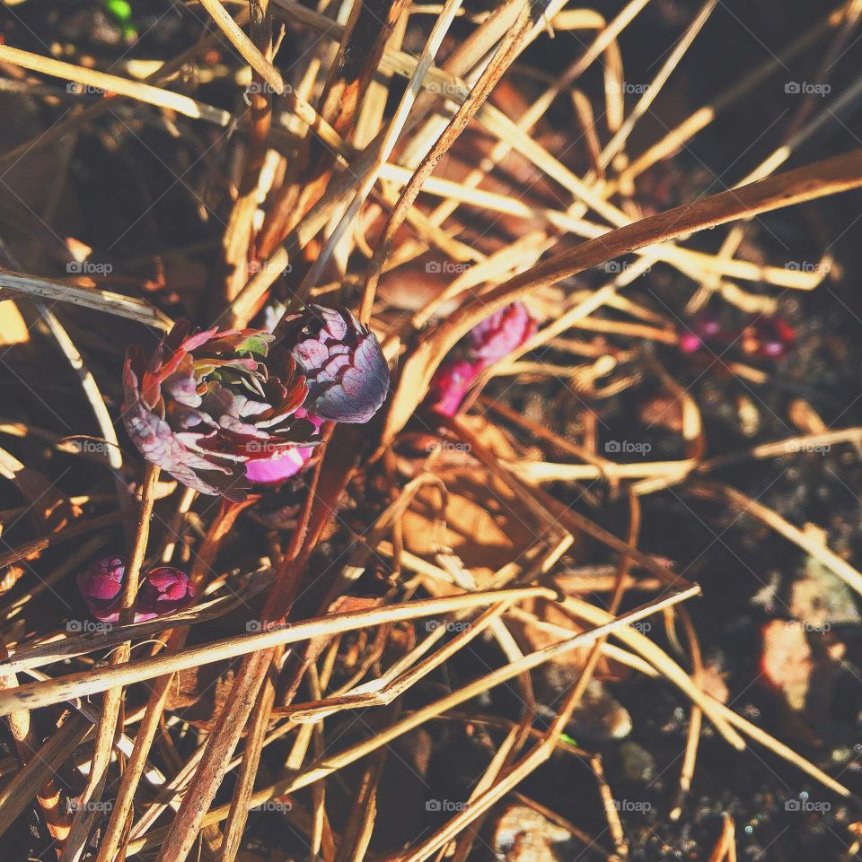 Early signs of spring!