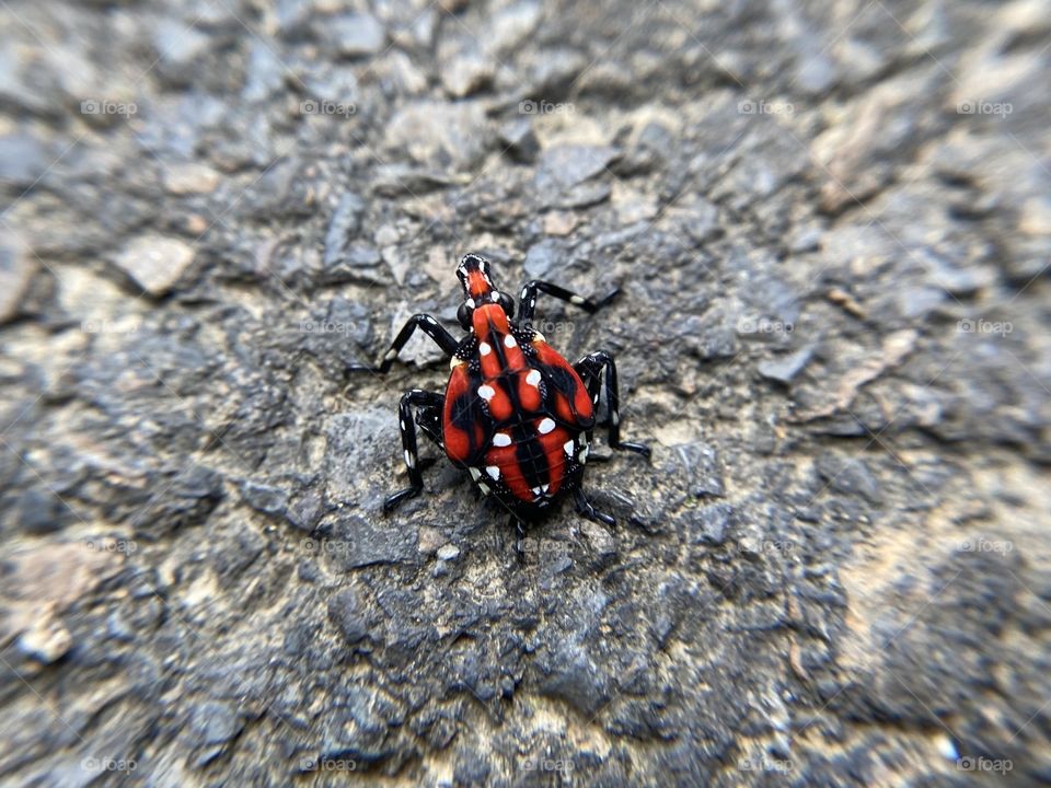 Spotted lanternfly on the asphalt 