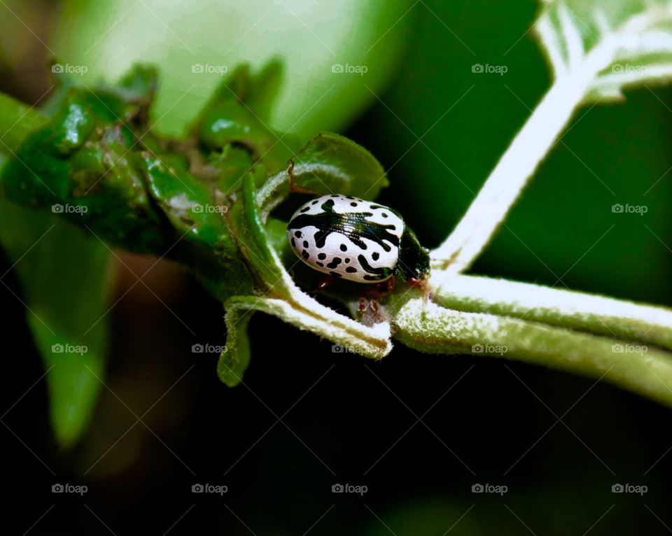 Just a beautiful little bug on a leaf