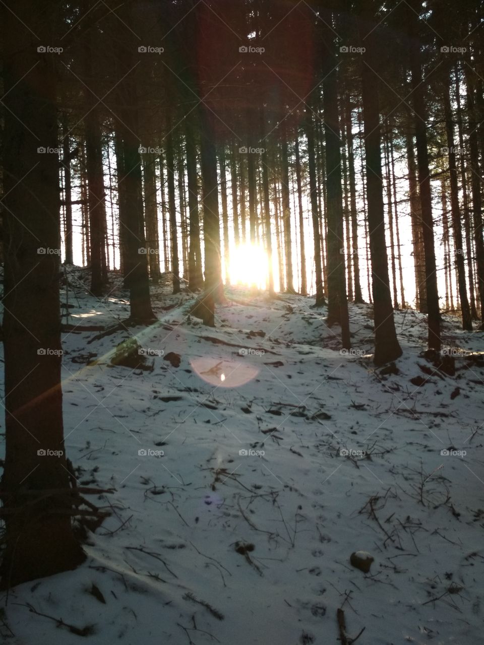 sun lost in the woods