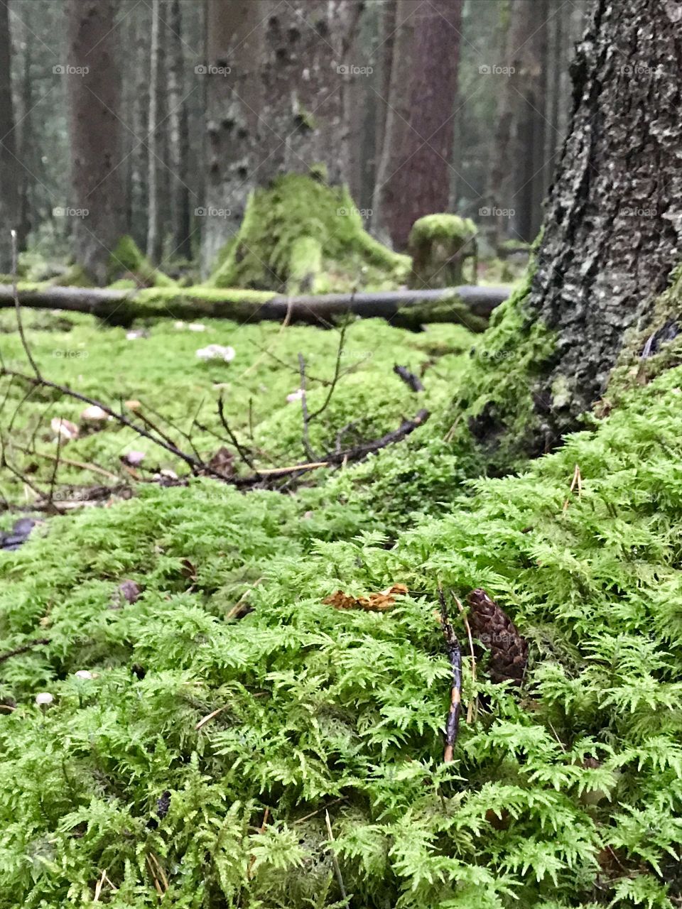 Green mossy forest