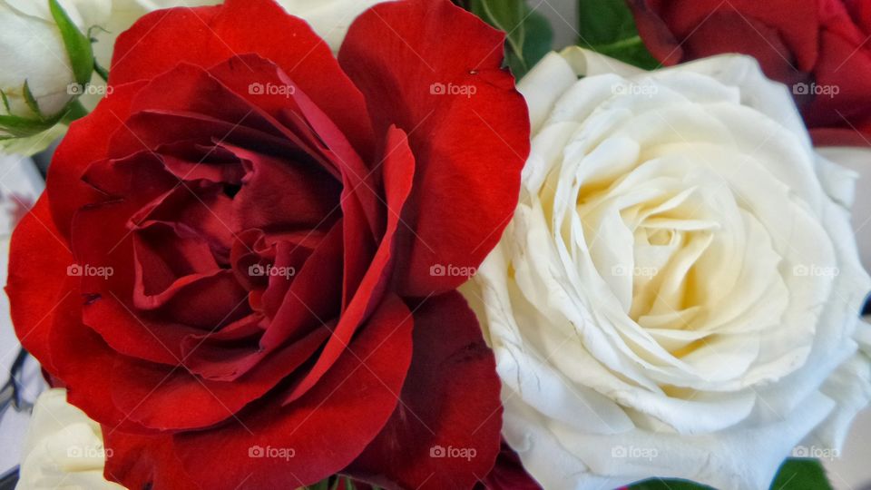 Red and White Roses