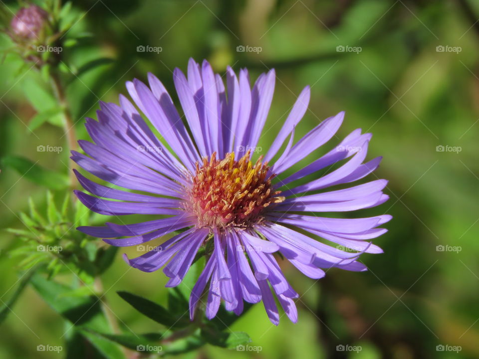A purple wildflower in the summer sun. 