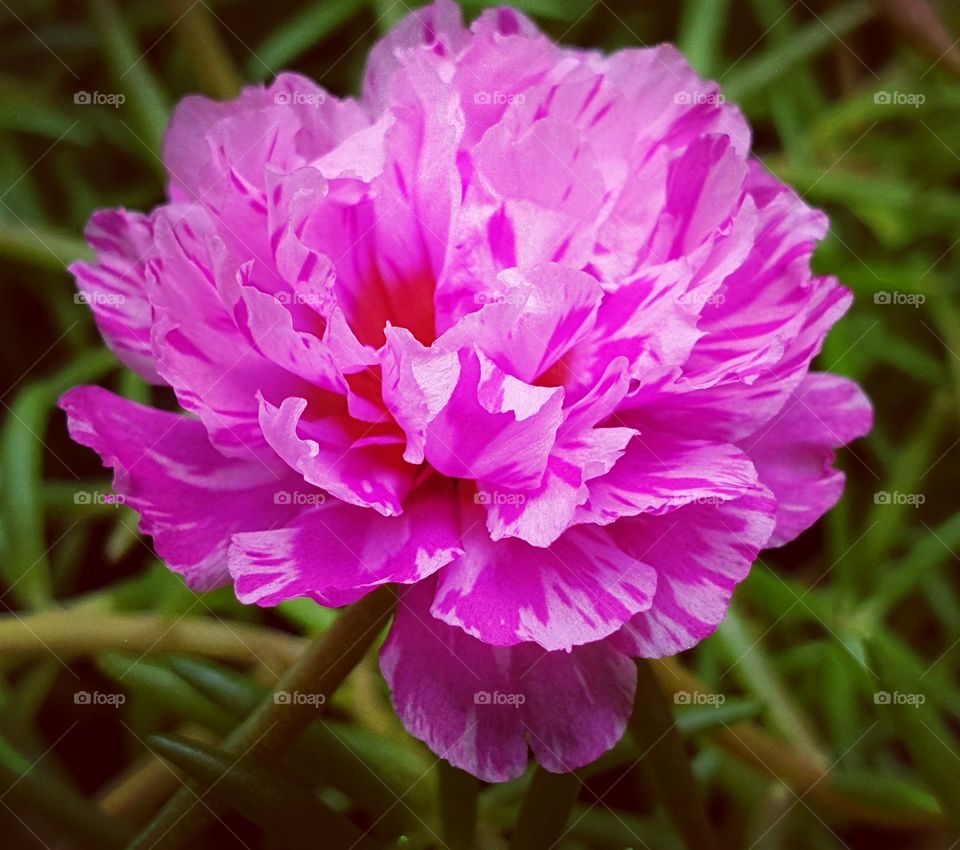 the Portulaca Grandiflora