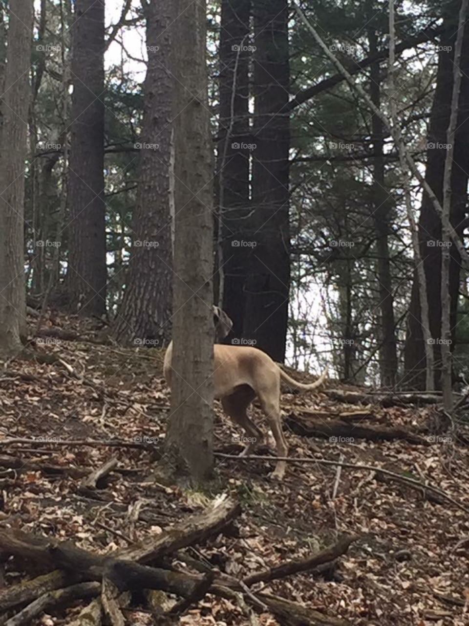 Dog peeking from behind a tree in the woods on a trail