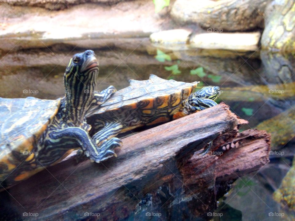 Turtles on a log. Two turtles on a log 