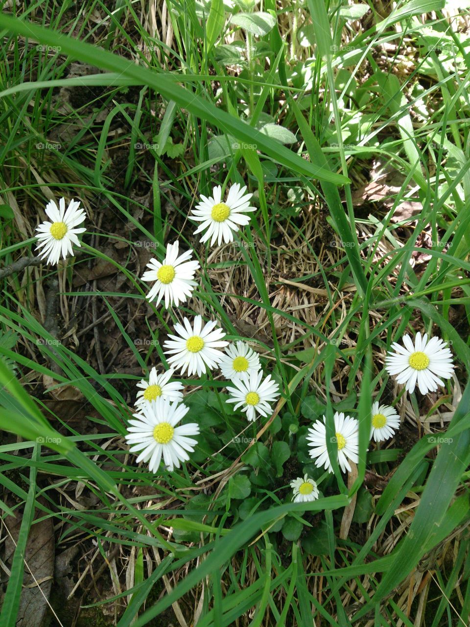 daisies . flowers 