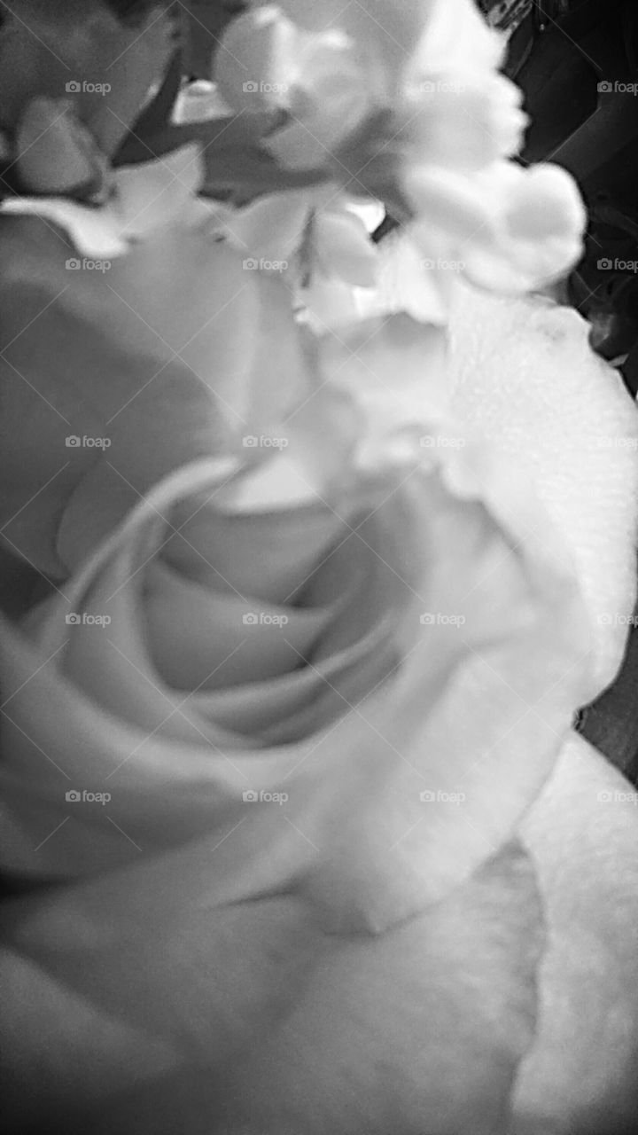 Rose in Black and White