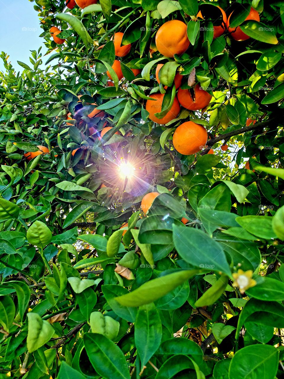 orange tree