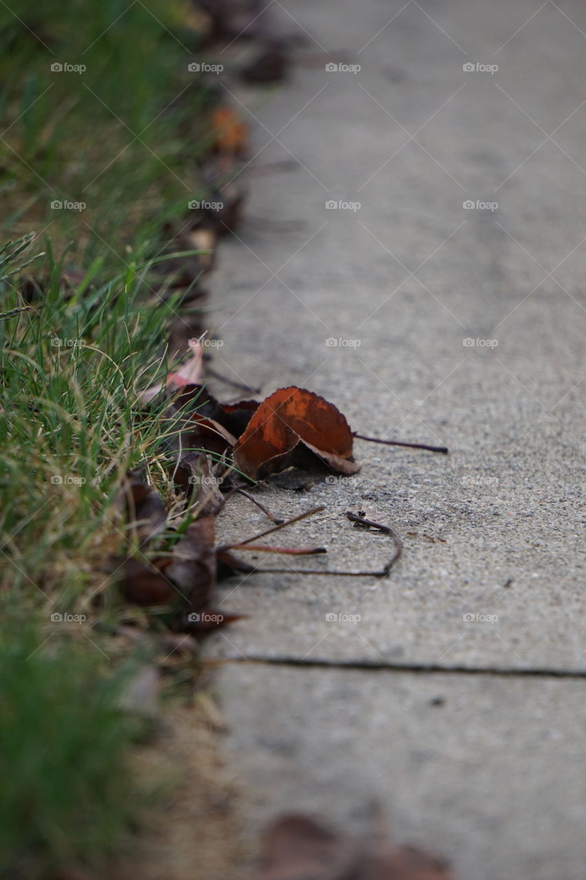 A forgotten fall leaf. 