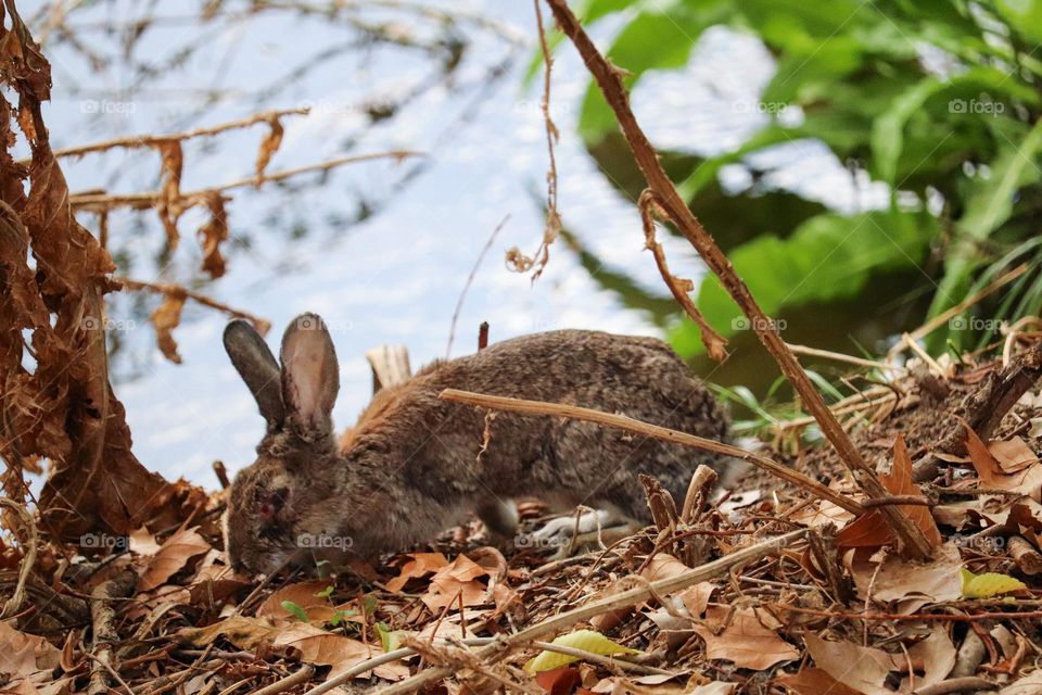 A wild rabbit in a wooded part of the city of Madrid