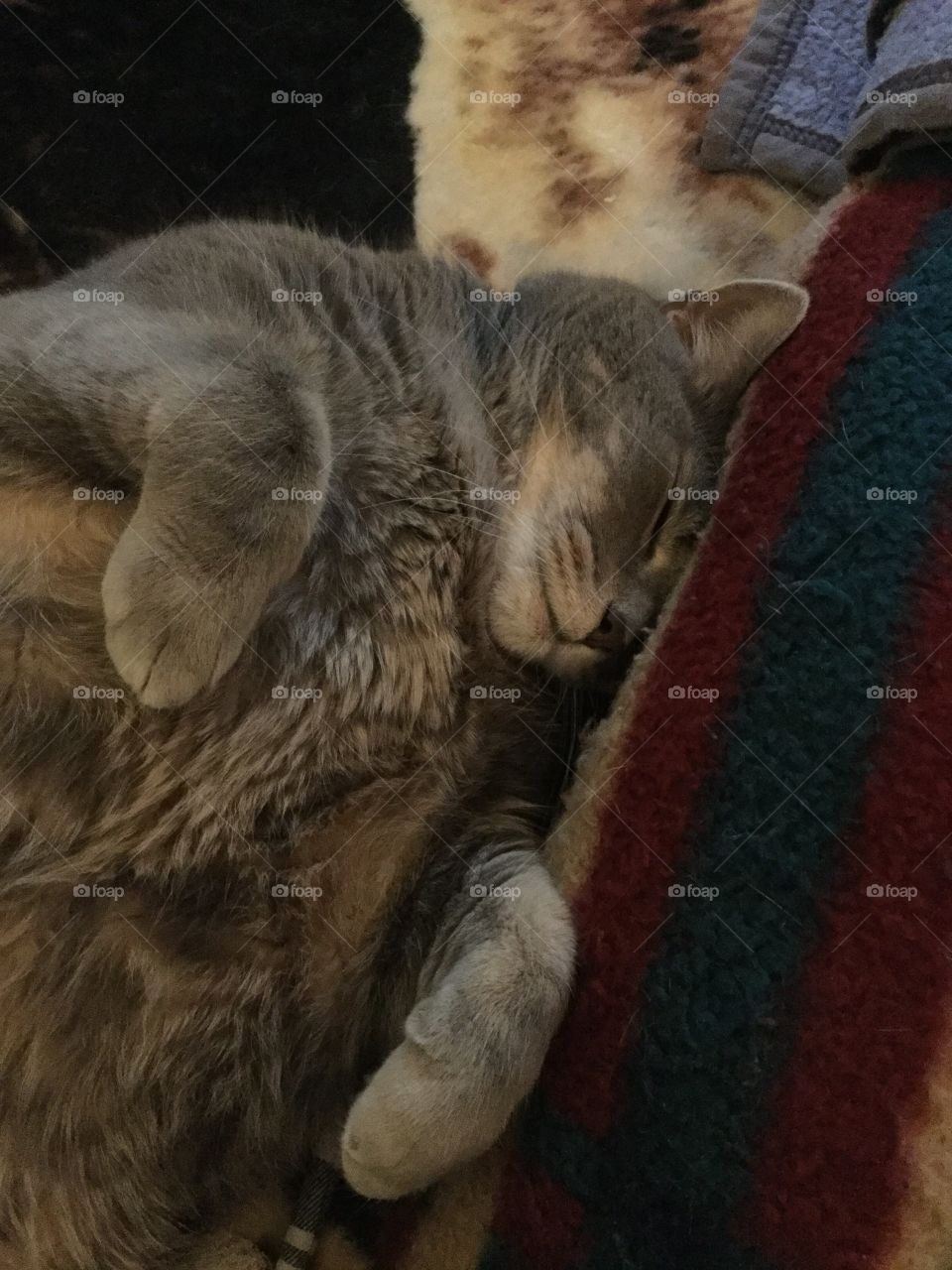 Family cat super cozy 