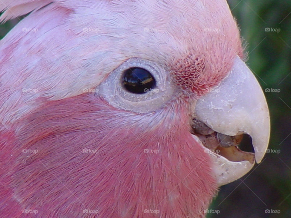 pink eye bird feathers by kshapley