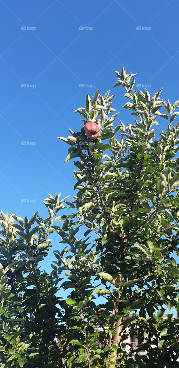 apple tree