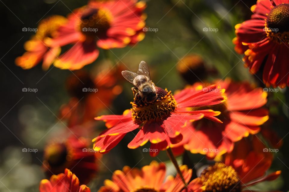 Bee pollinating on red flower