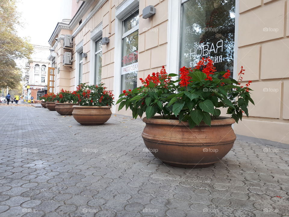 Flowerpots with red flowers