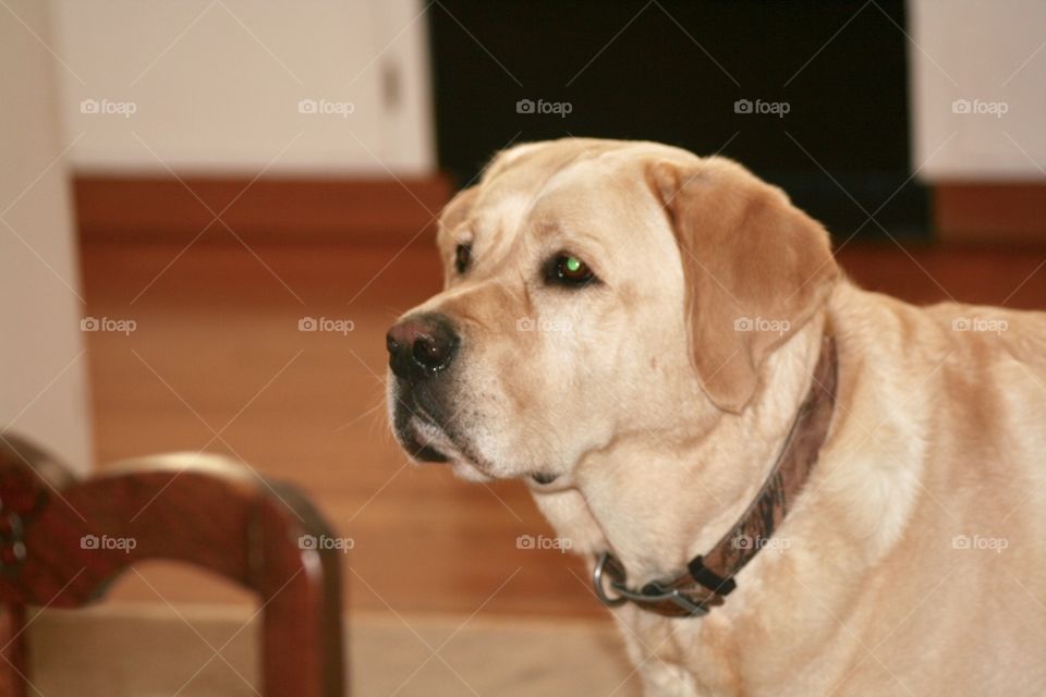 Yellow Labrador 