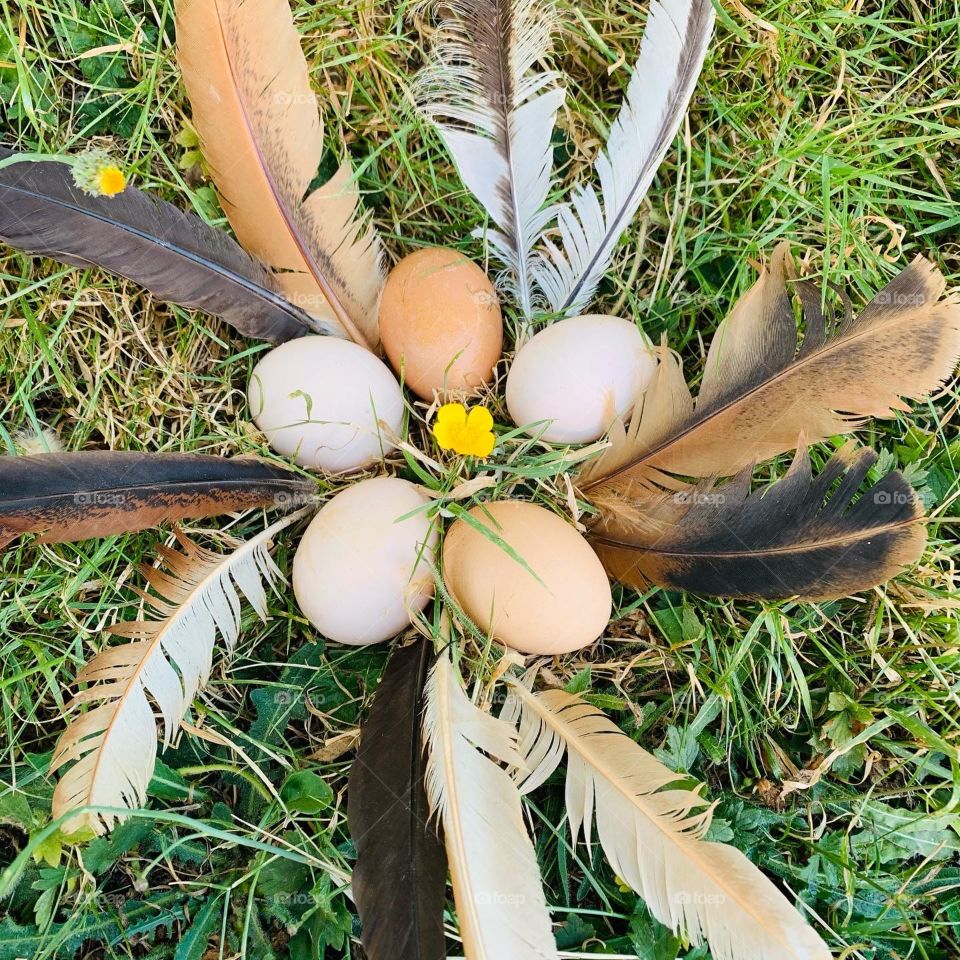 Feather and egg