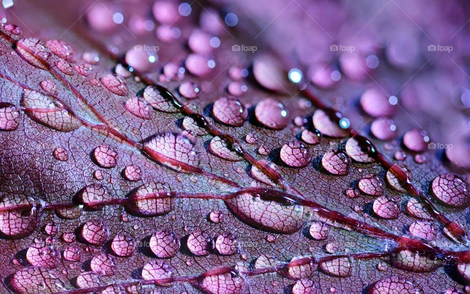 Introducing a new color challenge where we want you to pick and photograph one of the colors and see which one photographs best/wins this challenge!Combinations of the colors are also welcome - maybe even using one of the colors to make the other pop