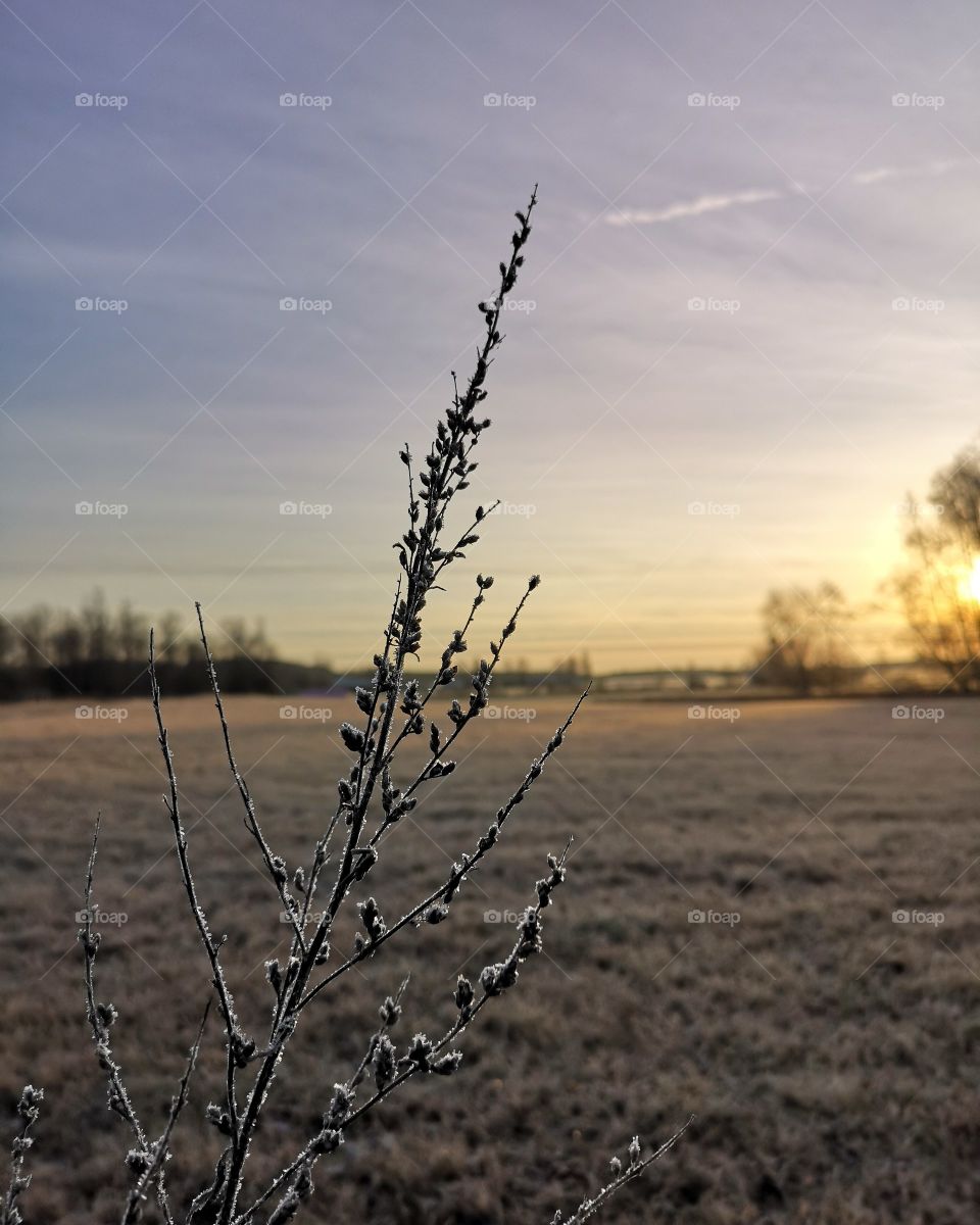Frozen grass in sunrise