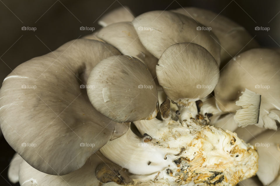 oysters mushroom. vegetarian diet concept