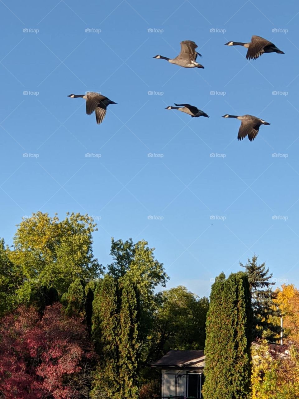 Canada geese flying together