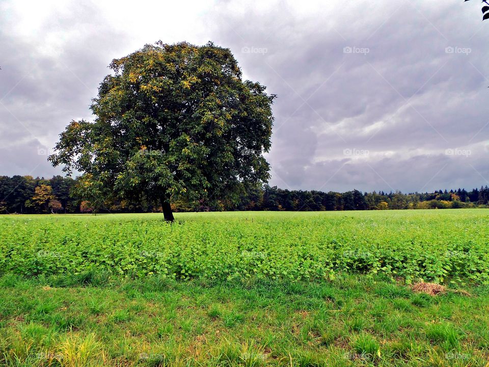 tree. a tree in a field