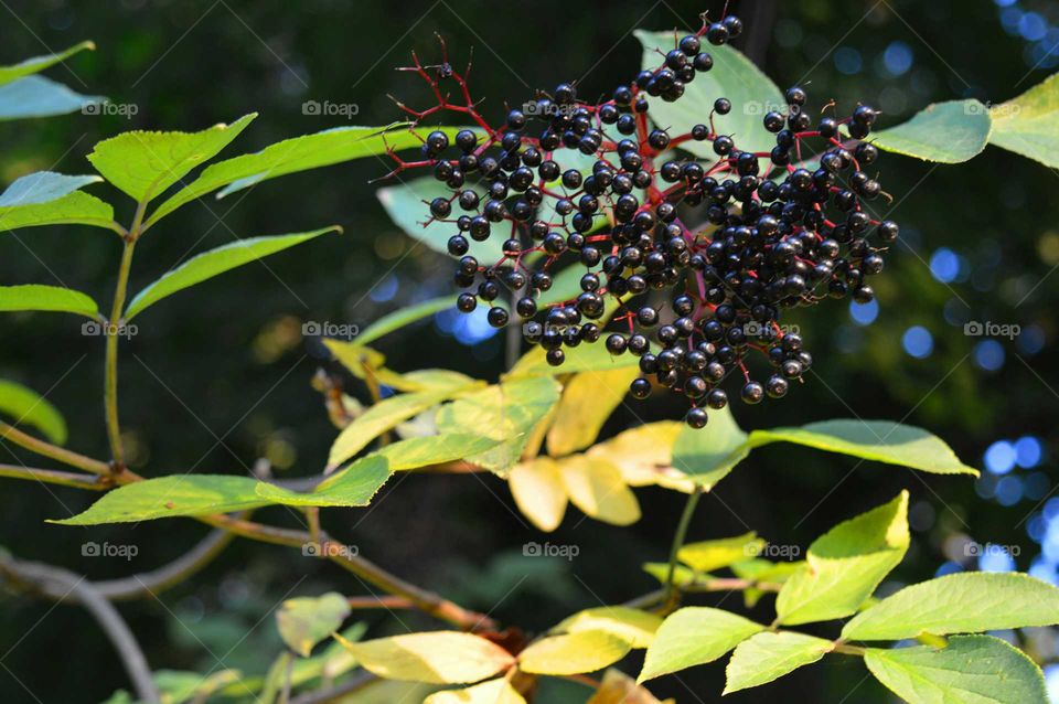Close-up of a bunch of elder berries