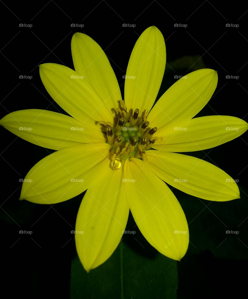 Wild flower and drop of rain