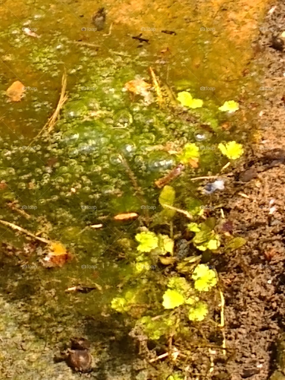 bem vindo foap natureza