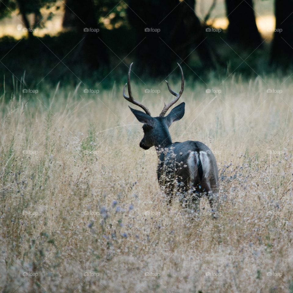 Summer at Yosemite National Park