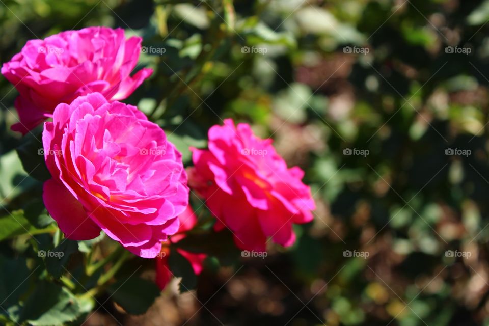 Super pink rose