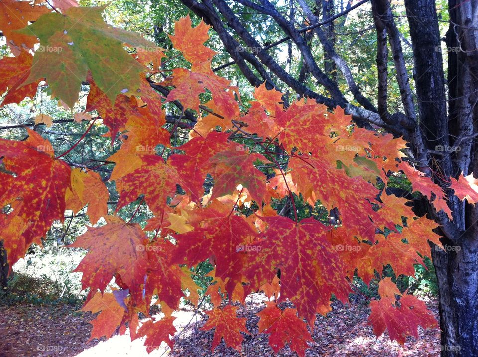 Sugar Maple Fall Leaves. Sugar maple leaves turning colors in the fall in Asheville, North Carolina. 