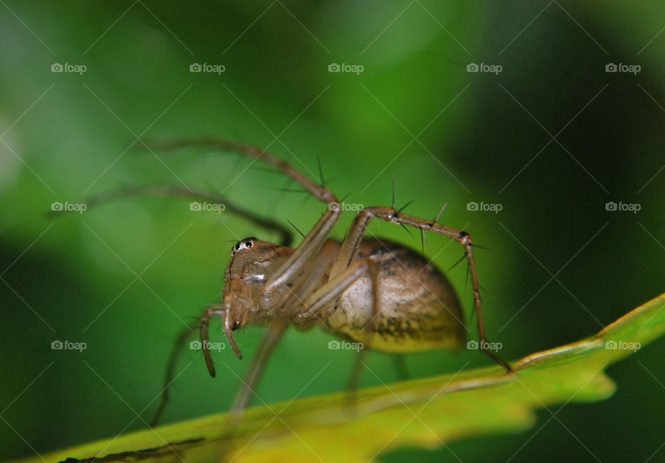 insect spider