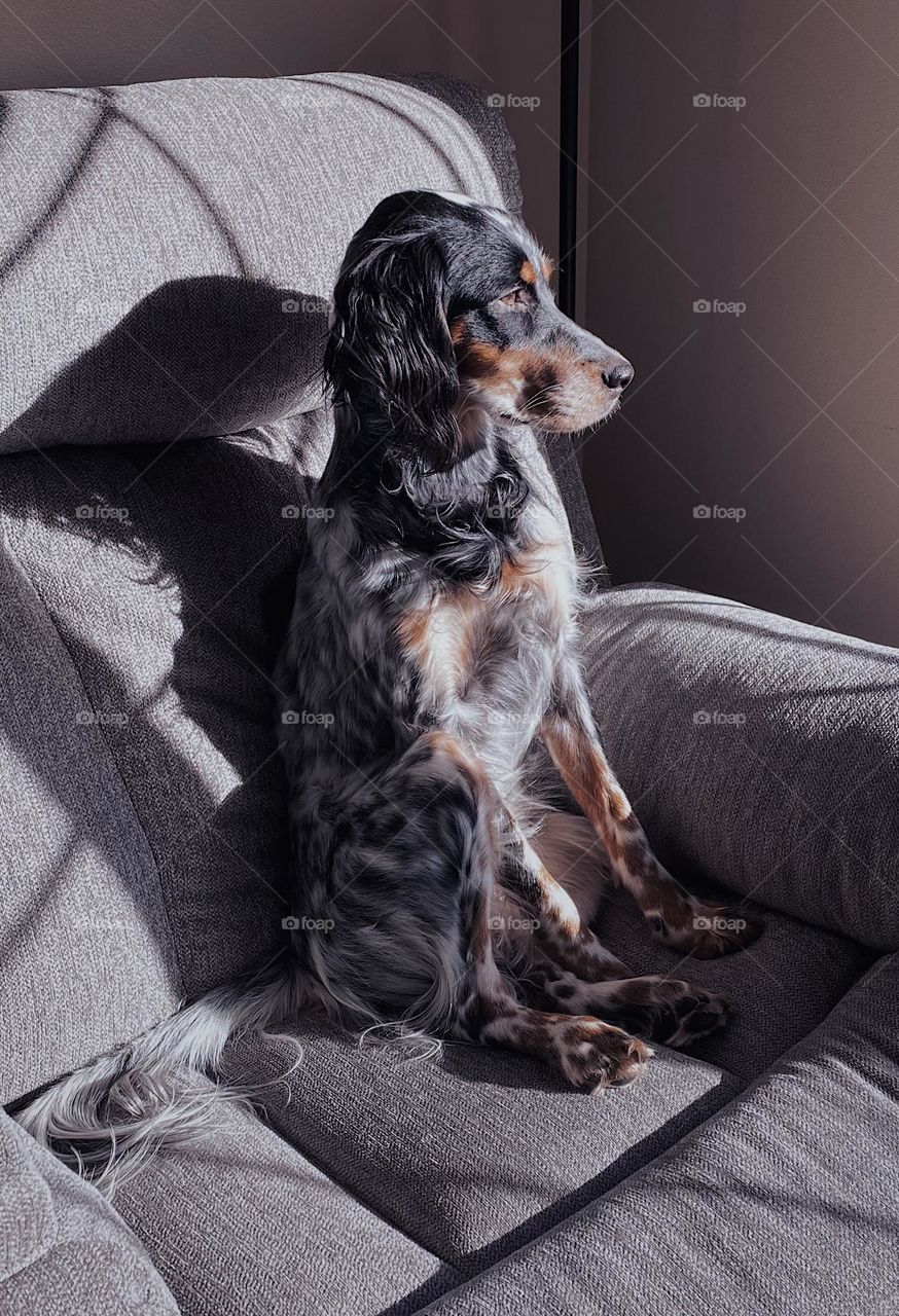 Dog sitting on furniture